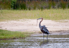 Purpurreiher (12 von 12).jpg